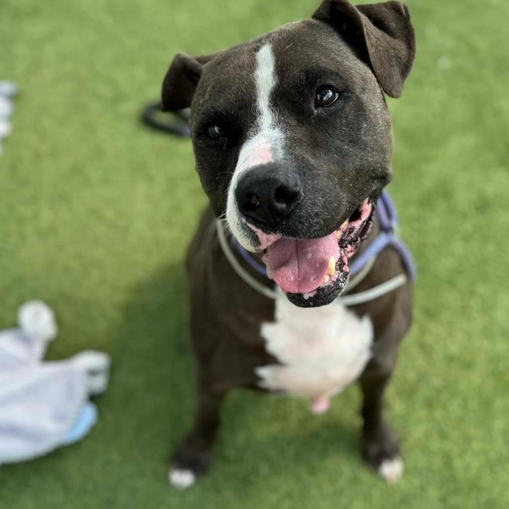 Enlarge Cane, a Adoptable American Staffordshire Terrier in Aledo, TX image 3/4