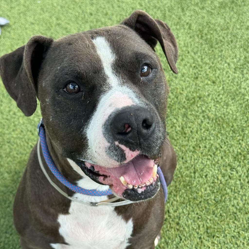 Enlarge Cane, a Adoptable American Staffordshire Terrier in Aledo, TX image 4/4