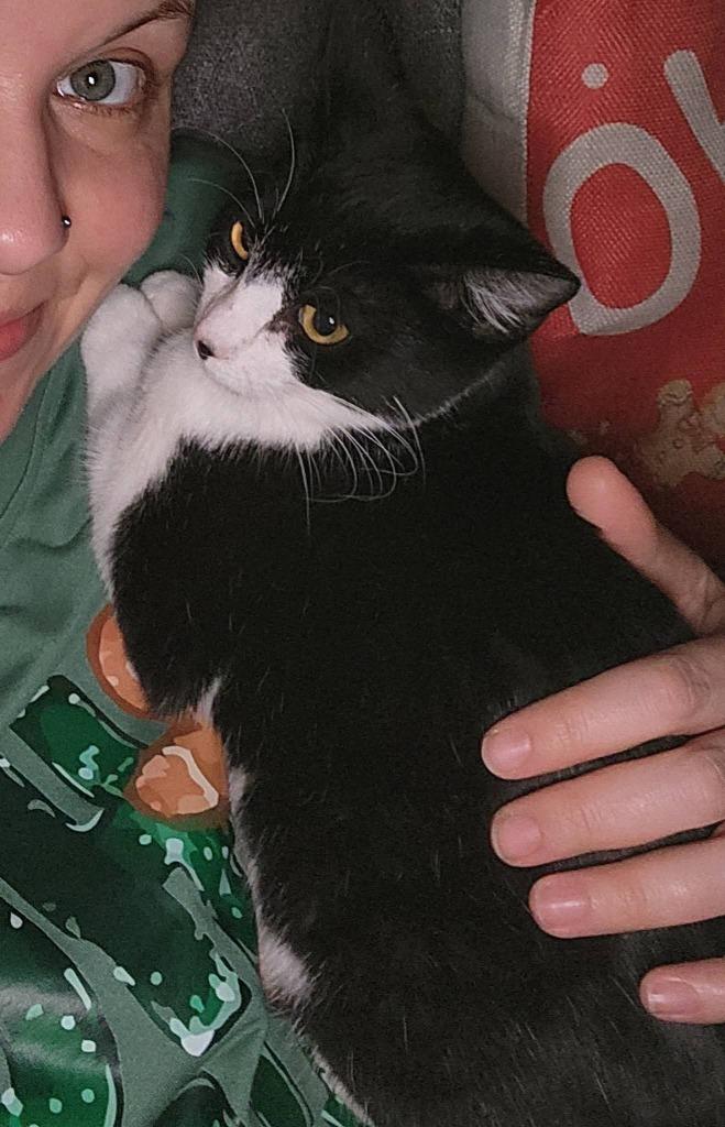 Delilah, Adoptable, Young Female Domestic Short Hair.