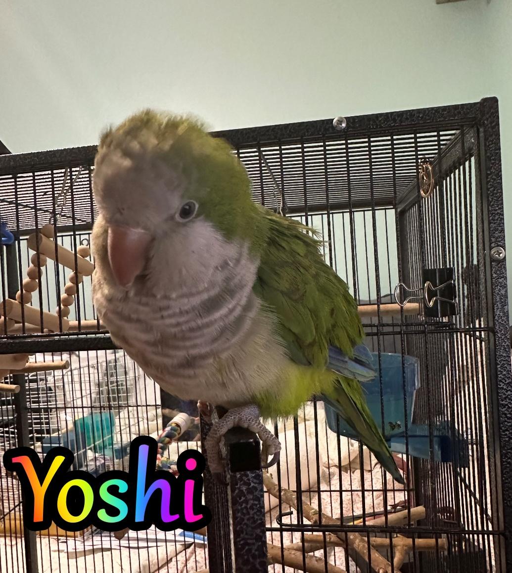 Enlarge Yoshi, a Adoptable Quaker Parakeet in Valrico, FL image 1/2