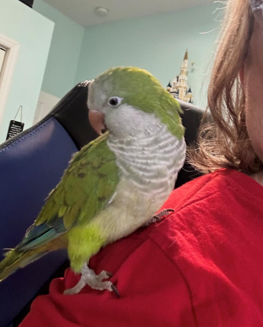 Enlarge Yoshi, a Adoptable Quaker Parakeet in Valrico, FL image 2/2