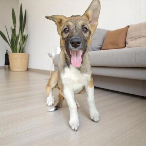 Ziva photo 1