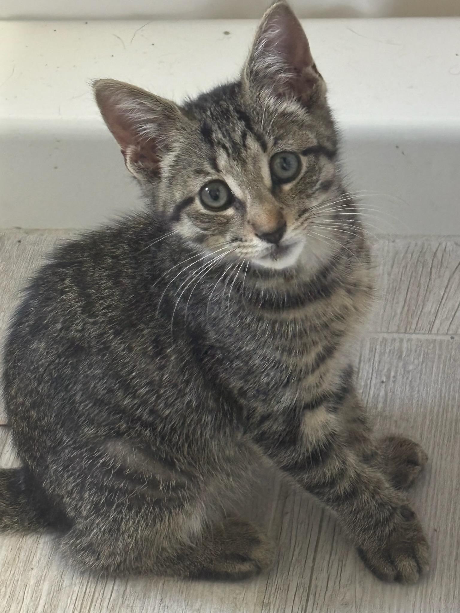 Mitz