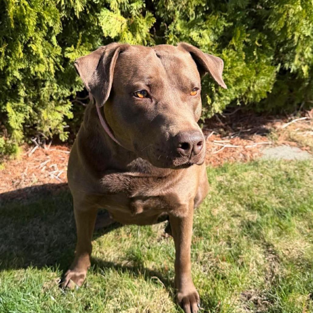 Enlarge Coco, a Adoptable mixed breed in West Richland, WA image 1/6