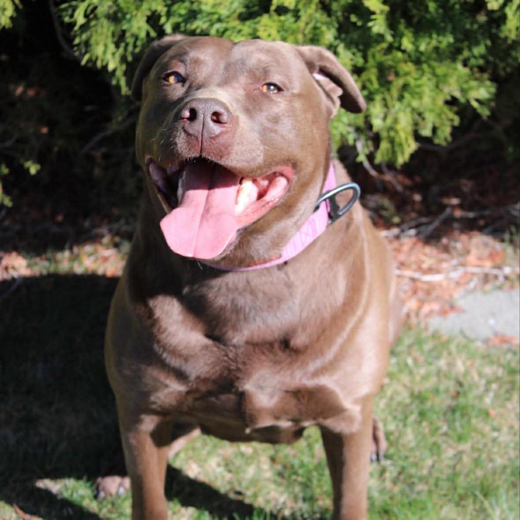 Enlarge Coco, a Adoptable mixed breed in West Richland, WA image 2/6
