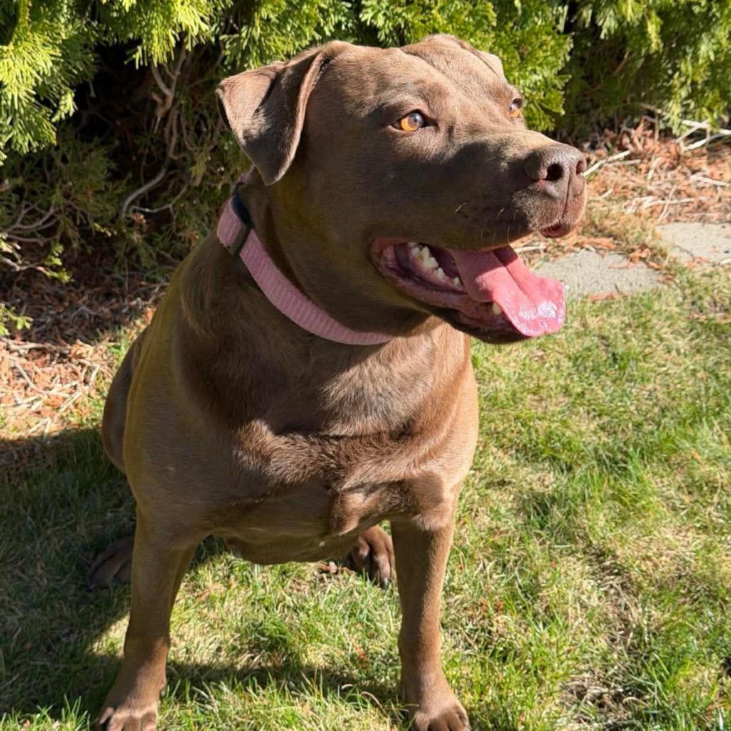 Enlarge Coco, a Adoptable mixed breed in West Richland, WA image 3/6