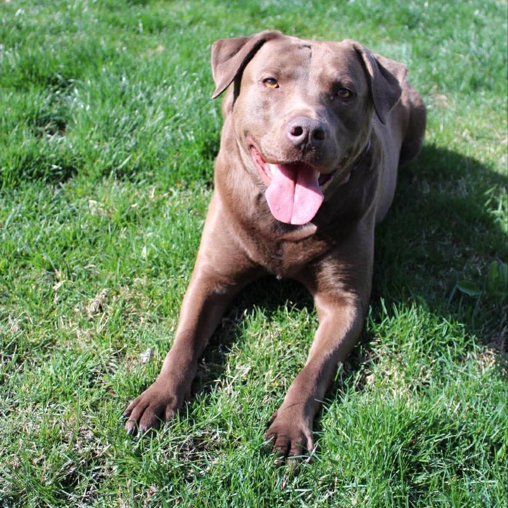 Enlarge Coco, a Adoptable mixed breed in West Richland, WA image 4/6