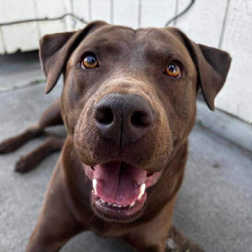 Enlarge Coco, a Adoptable mixed breed in West Richland, WA image 5/6