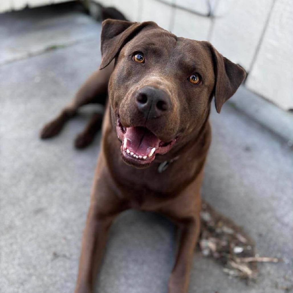 Enlarge Coco, a Adoptable mixed breed in West Richland, WA image 6/6