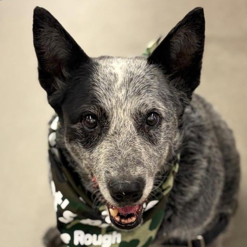 Henry (Pat), Adoptable, Senior Male Australian Cattle Dog / Blue Heeler.