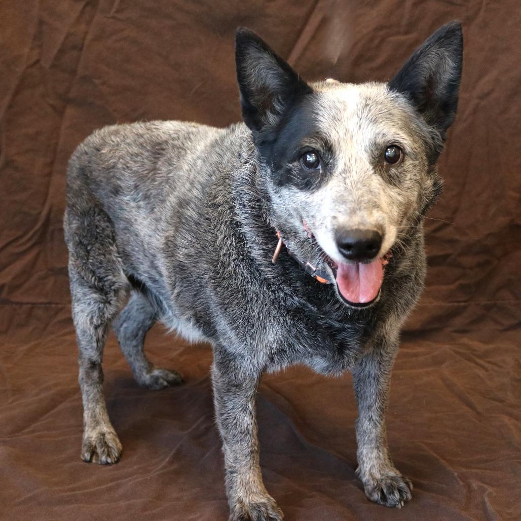 Henry (Pat), a Adoptable Australian Cattle Dog / Blue Heeler in Rifle, CO image 2/5