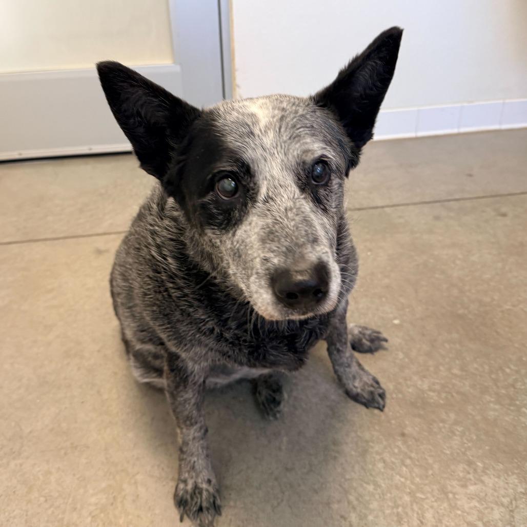 Henry (Pat), a Adoptable Australian Cattle Dog / Blue Heeler in Rifle, CO image 3/5