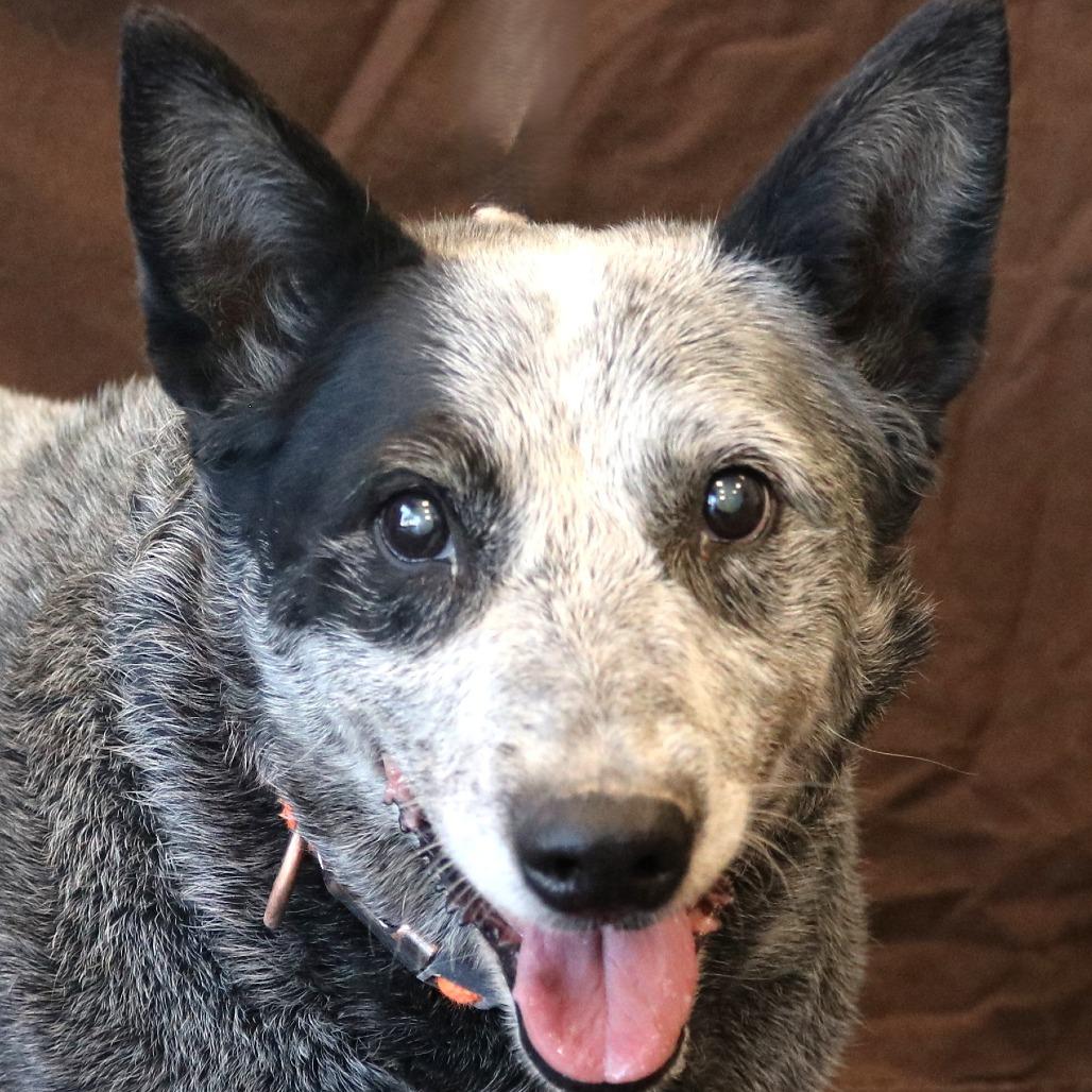 Henry (Pat), a Adoptable Australian Cattle Dog / Blue Heeler in Rifle, CO image 4/5