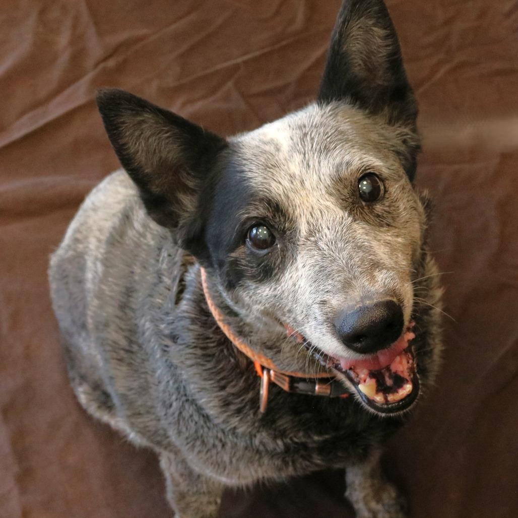 Henry (Pat), a Adoptable Australian Cattle Dog / Blue Heeler in Rifle, CO image 5/5