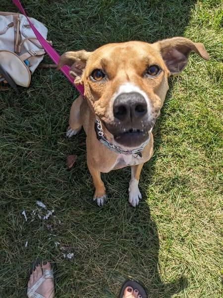 Winny, Adoptable, Young Female Boxer & Pit Bull Terrier.
