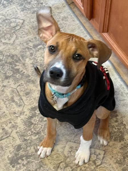 Winny, a Adoptable mixed breed in Kettering, OH image 1/6