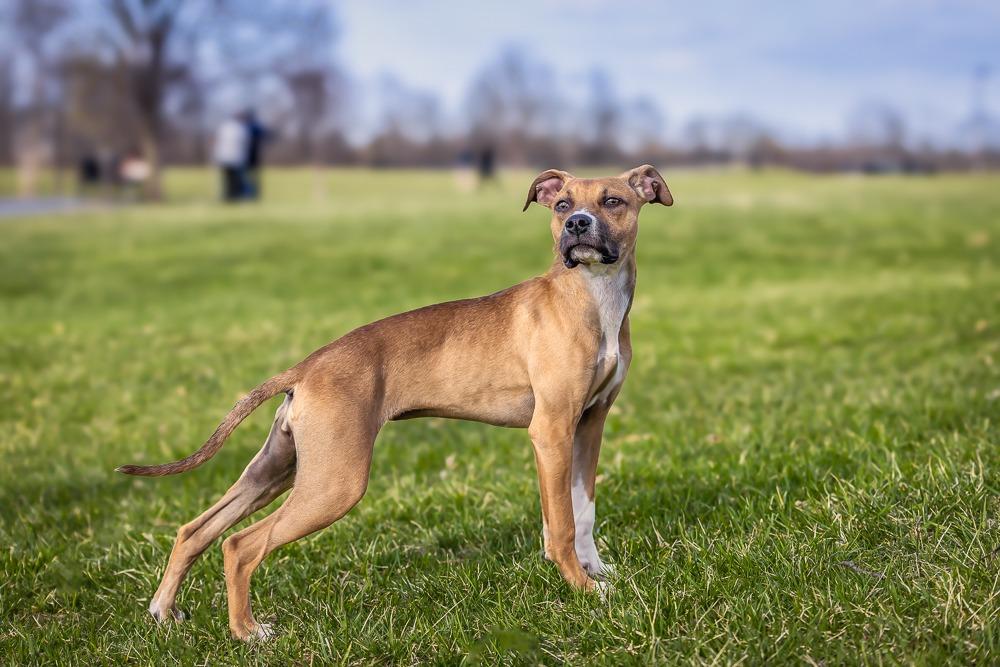 Winny, a Adoptable mixed breed in Kettering, OH image 2/6