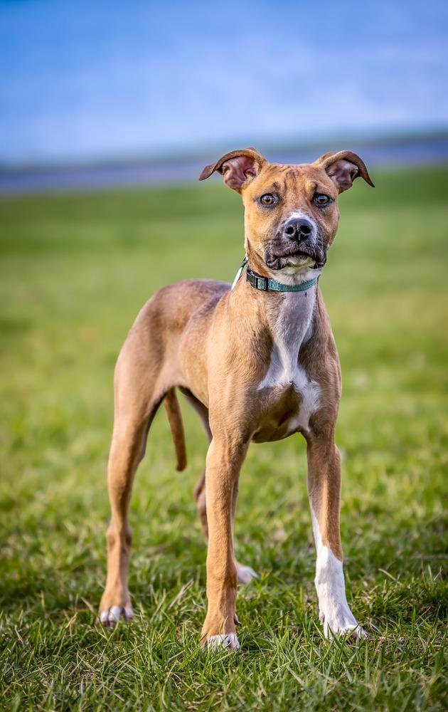 Winny, a Adoptable mixed breed in Kettering, OH image 2/6