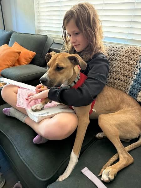 Enlarge Winny, a Adoptable mixed breed in Kettering, OH image 2/6