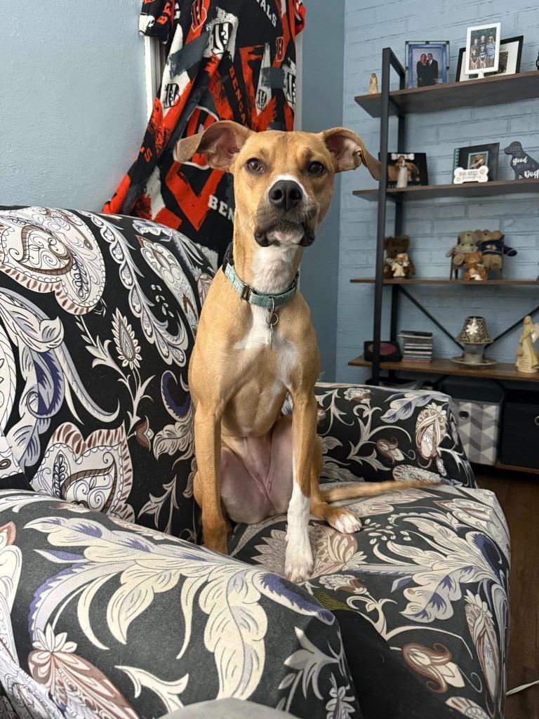 Enlarge Winny, a Adoptable mixed breed in Kettering, OH image 2/5