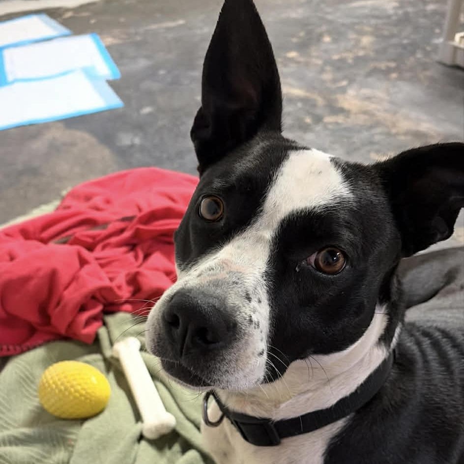 Enlarge JoJo, a ADOPTABLE mixed breed in Washington, PA image 1/2