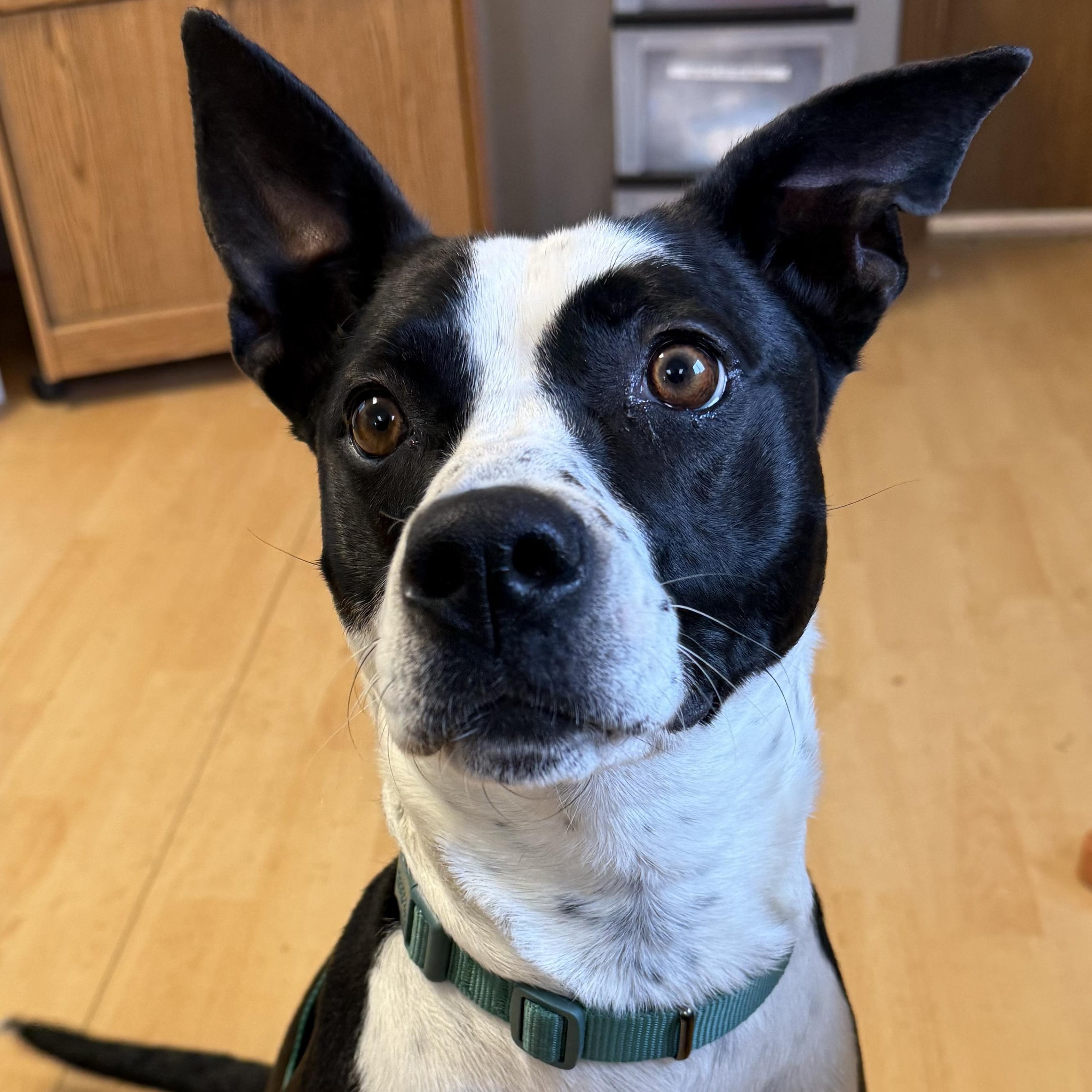 Enlarge JoJo, a ADOPTABLE mixed breed in Washington, PA image 6/6