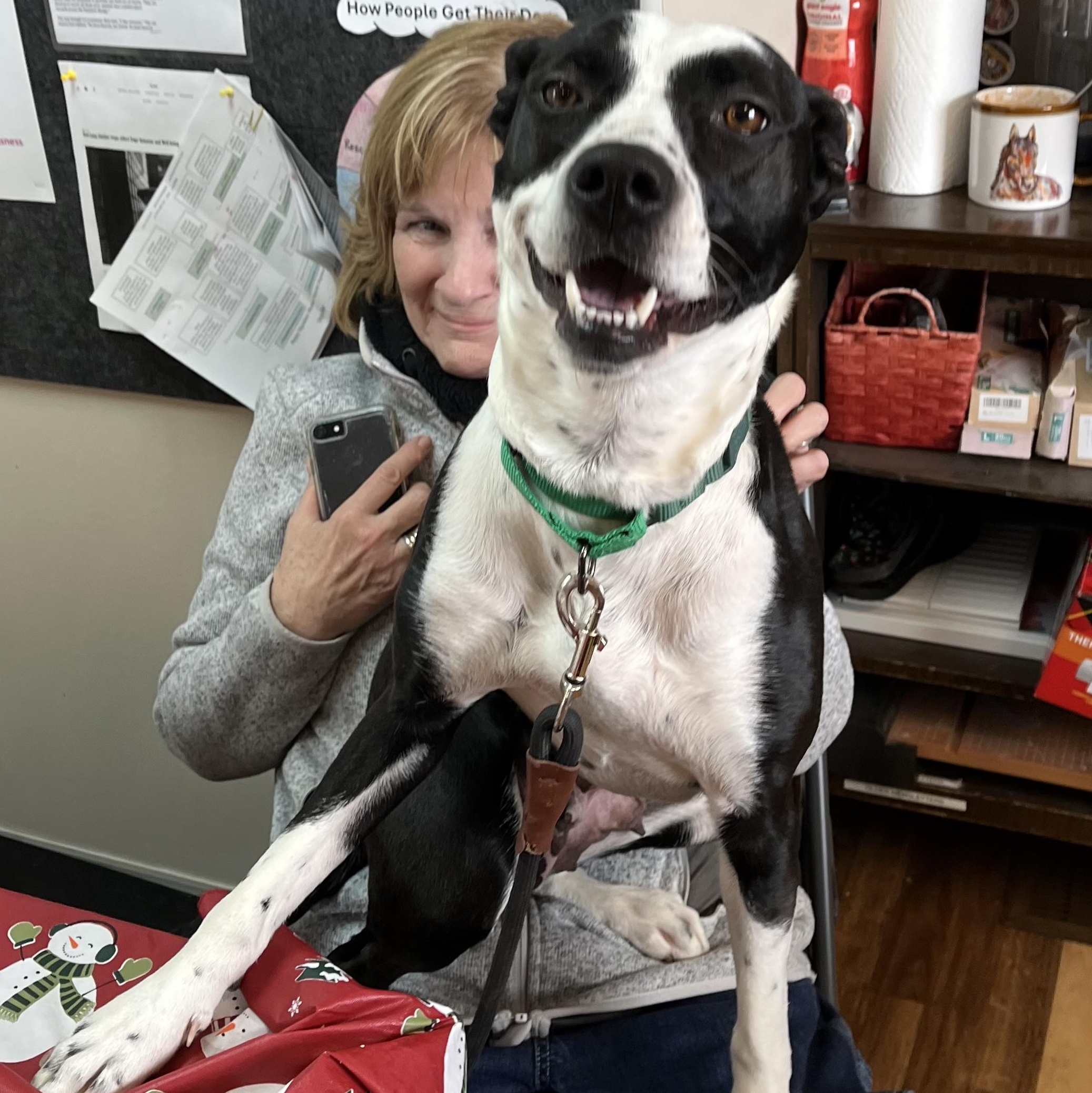 JoJo, ADOPTABLE, Adult Female Pit Bull Terrier.