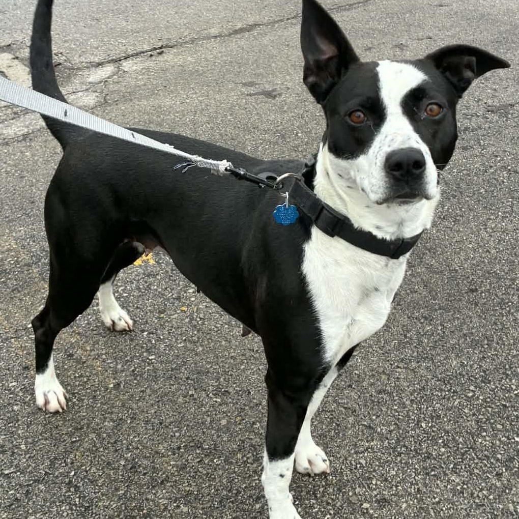 Enlarge JoJo, a ADOPTABLE mixed breed in Washington, PA image 4/6