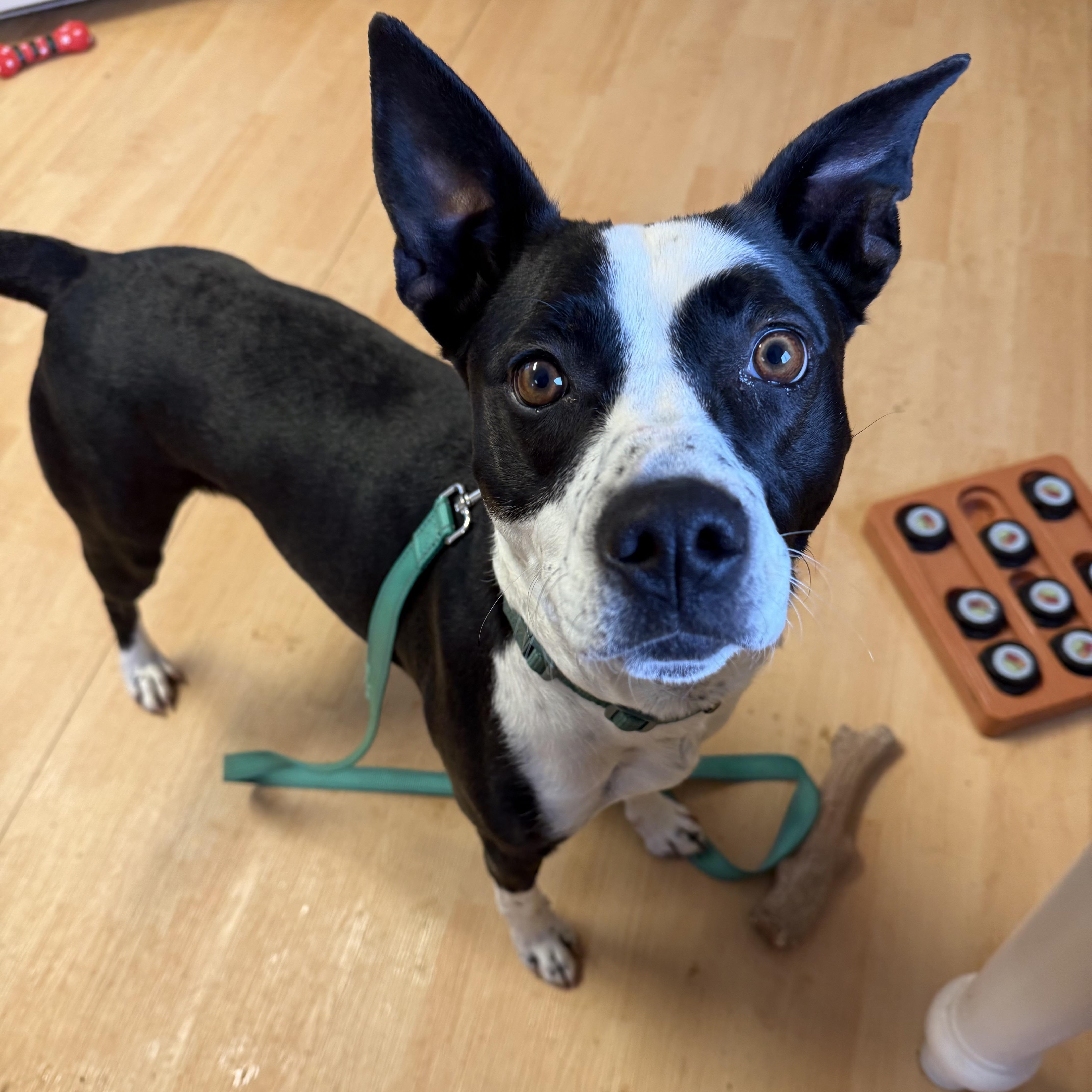 JoJo, ADOPTABLE, Adult Female Pit Bull Terrier.