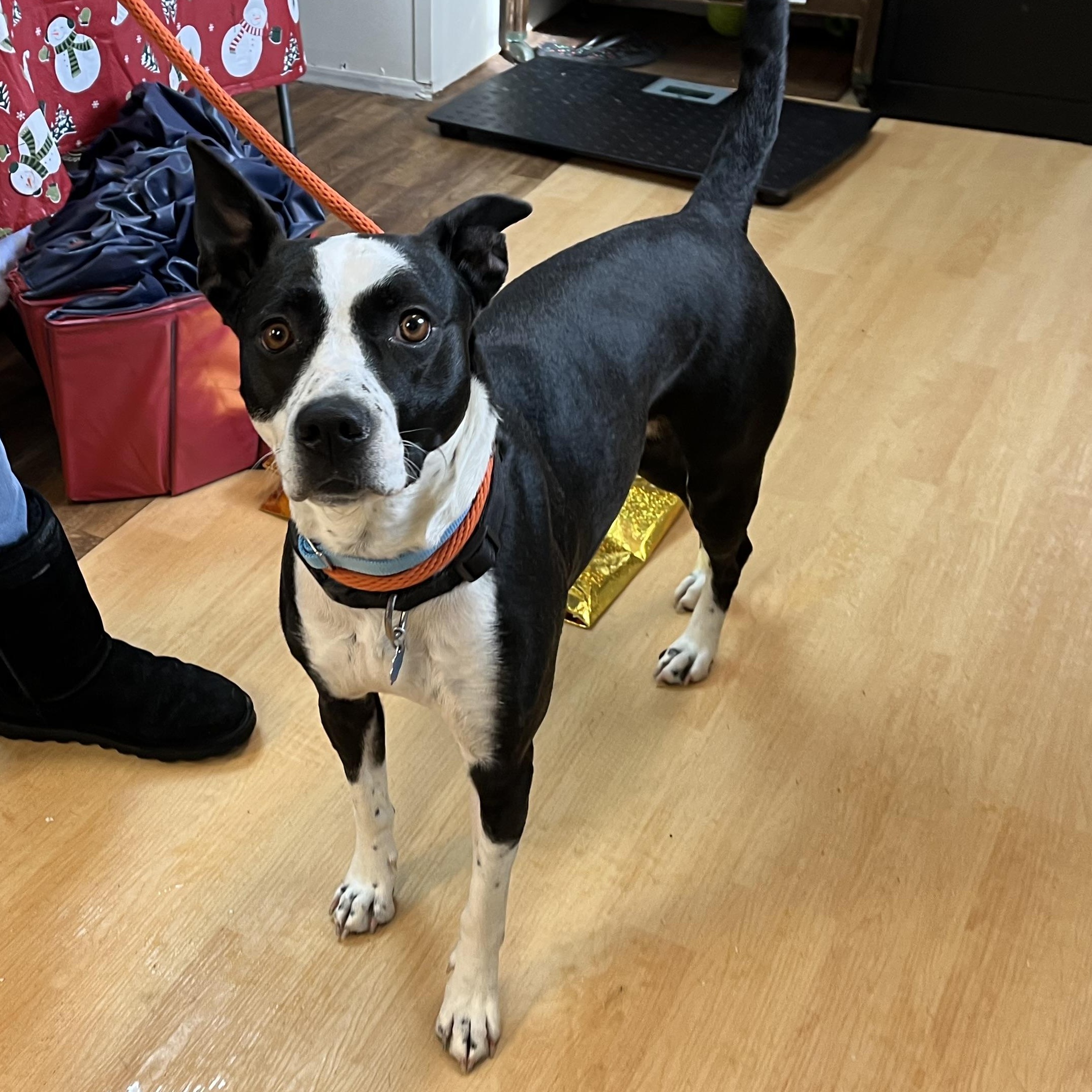 Enlarge JoJo, a ADOPTABLE mixed breed in Washington, PA image 5/6