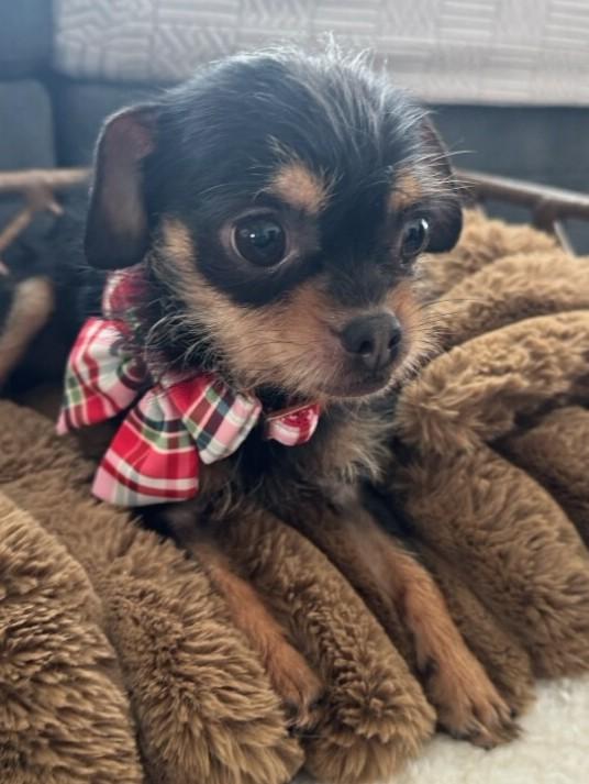 Rolo in Appleton, adopted, Adult Male Chihuahua.