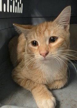 CA 137 Apple Cider, Adoptable, Young Male Domestic Short Hair.