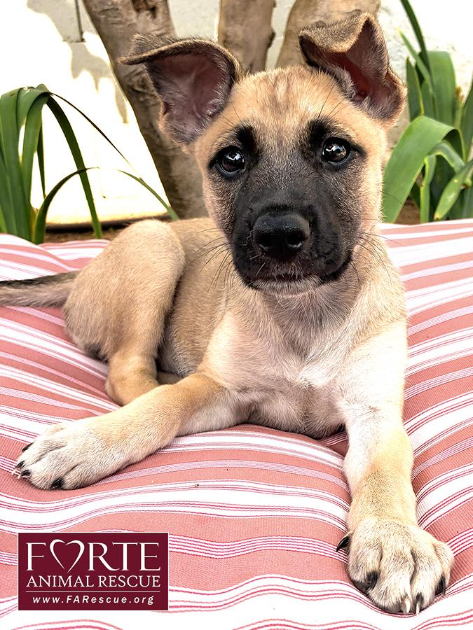 Dinah, Adoptable, Puppy Female German Shepherd Dog & Belgian Shepherd / Malinois.