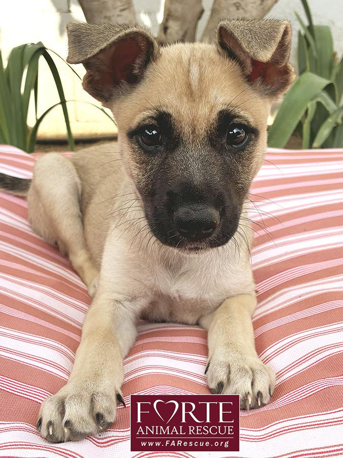 Enlarge Dinah, a Adoptable mixed breed in Marina Del Rey, CA image 2/2