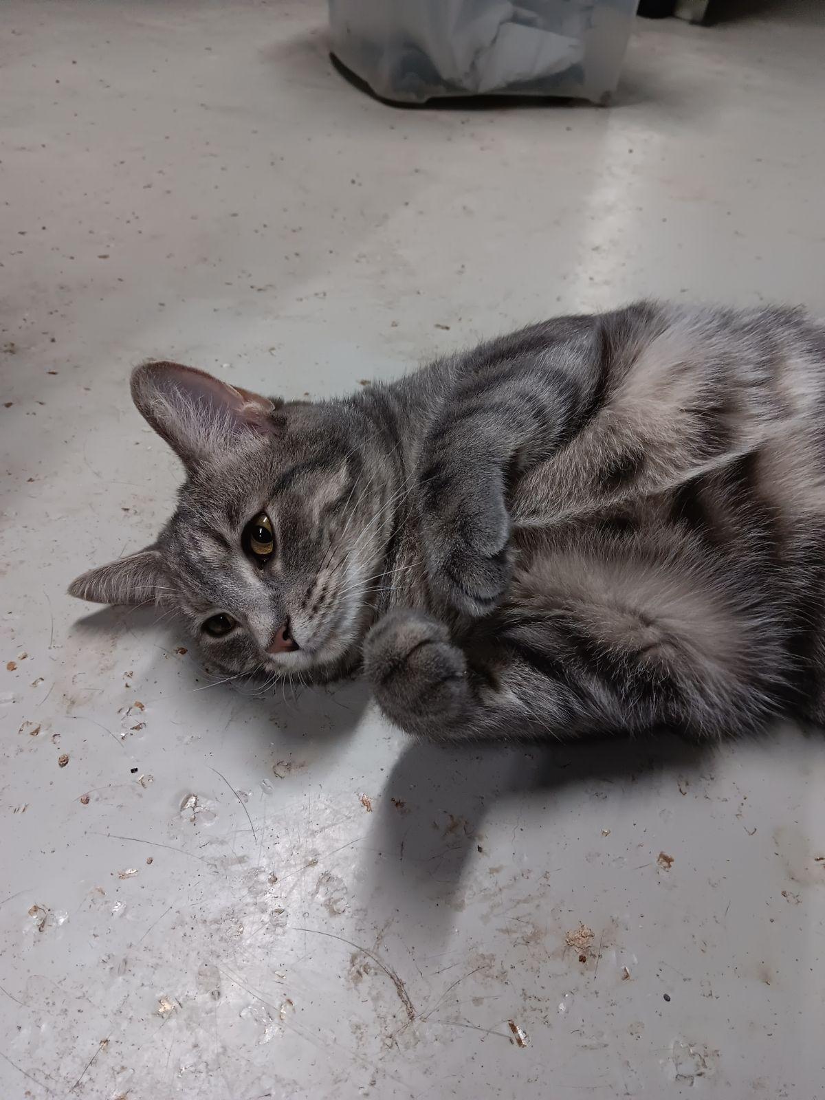 Opalite, Adoptable, Kitten Female Domestic Short Hair.
