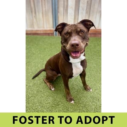 Fuchsia, Adoptable, Adult Female Mixed Breed & Mixed Breed.