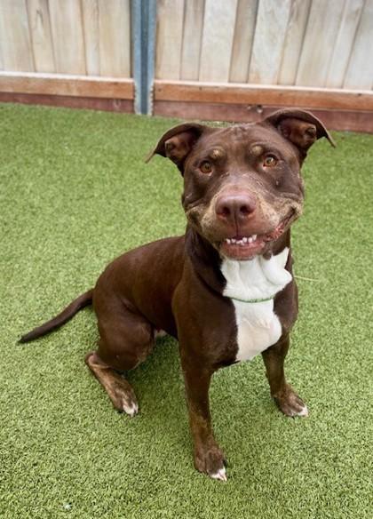 Enlarge Fuchsia, a Adoptable mixed breed in Eugene, OR image 2/3