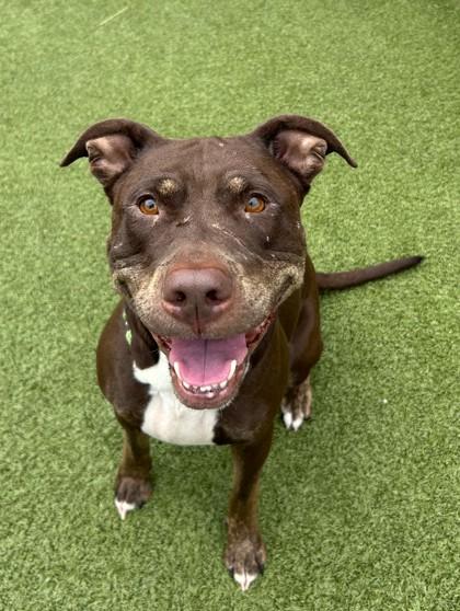 Enlarge Fuchsia, a Adoptable mixed breed in Eugene, OR image 3/3