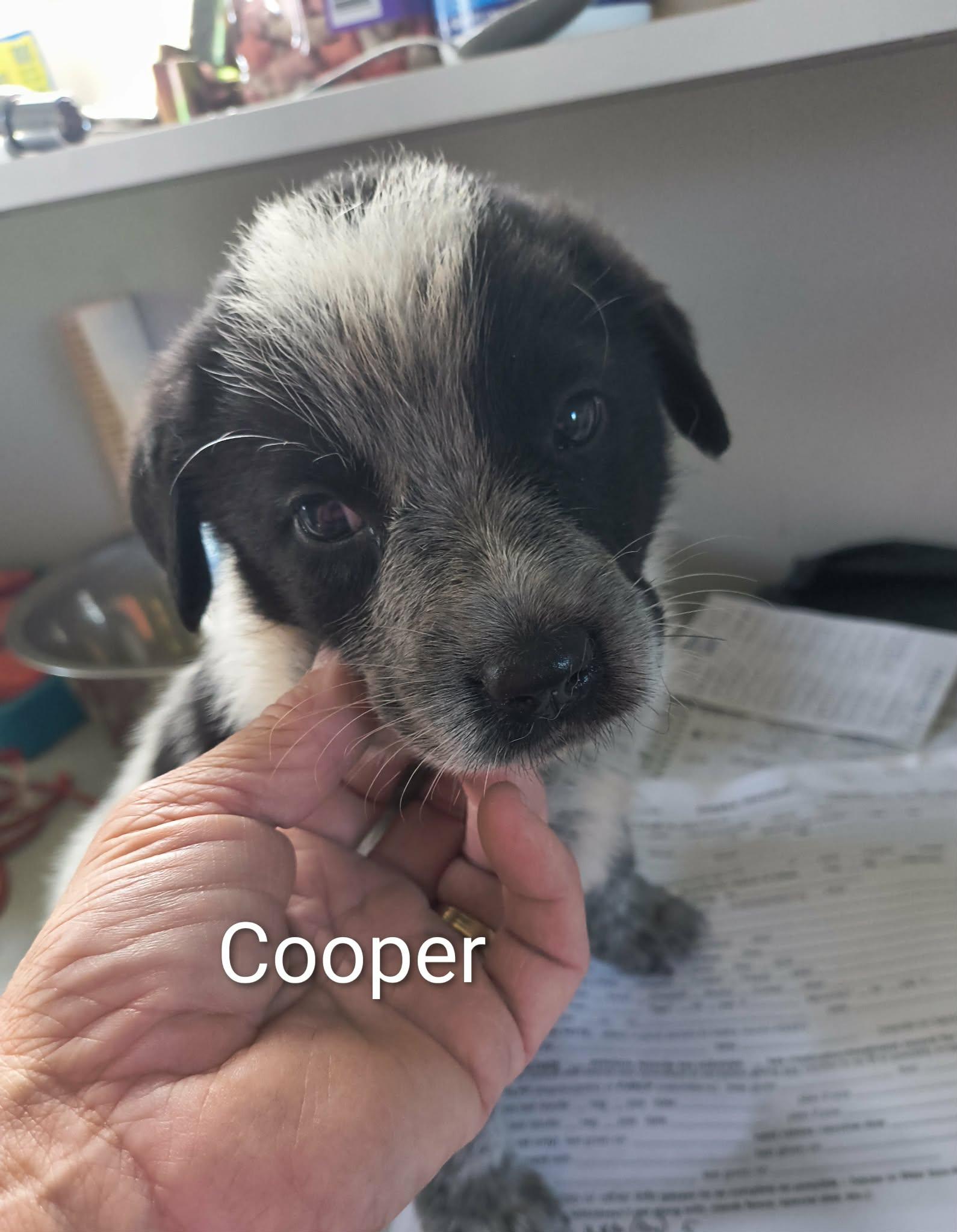 Cooper, Adoptable, Puppy Male Shepherd.