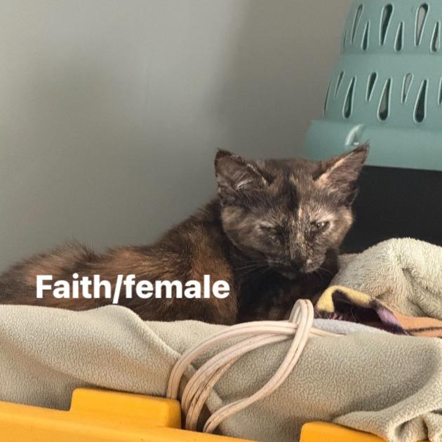 Enlarge Faith, a Adoptable Domestic Short Hair in Long Beach, CA image 1/4