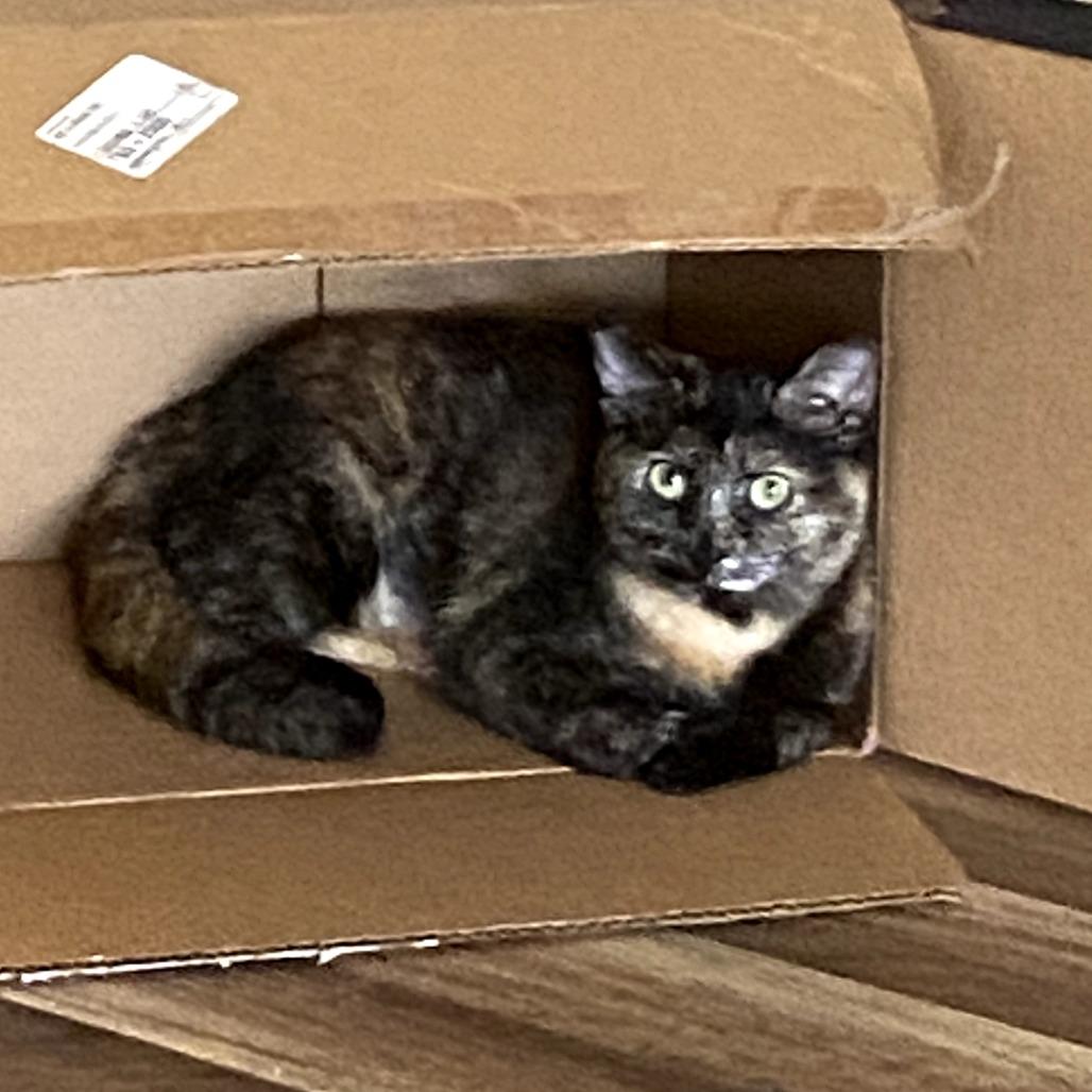 Enlarge Faith, a Adoptable Domestic Short Hair in Long Beach, CA image 2/4