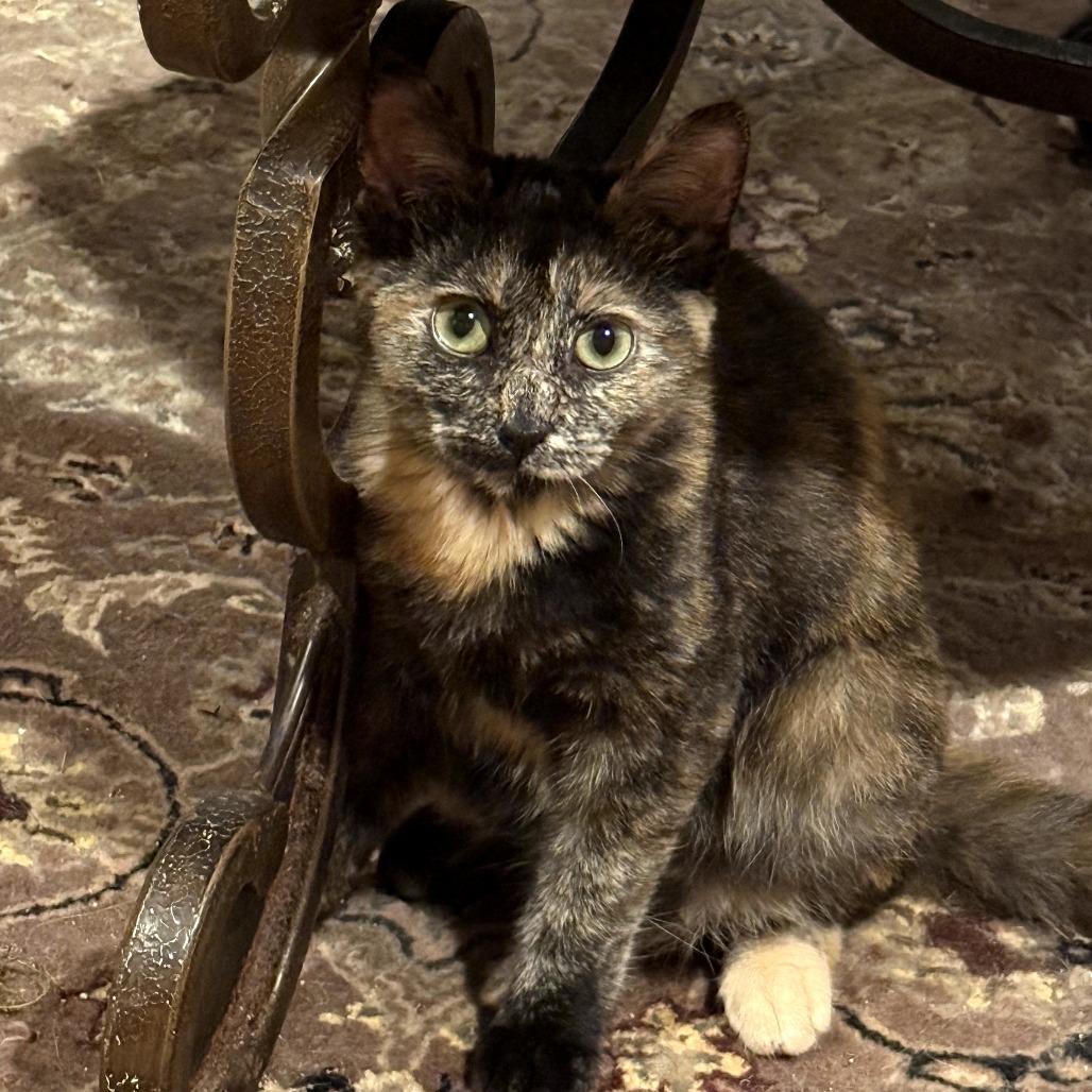 Enlarge Faith, a Adoptable Domestic Short Hair in Long Beach, CA image 3/4