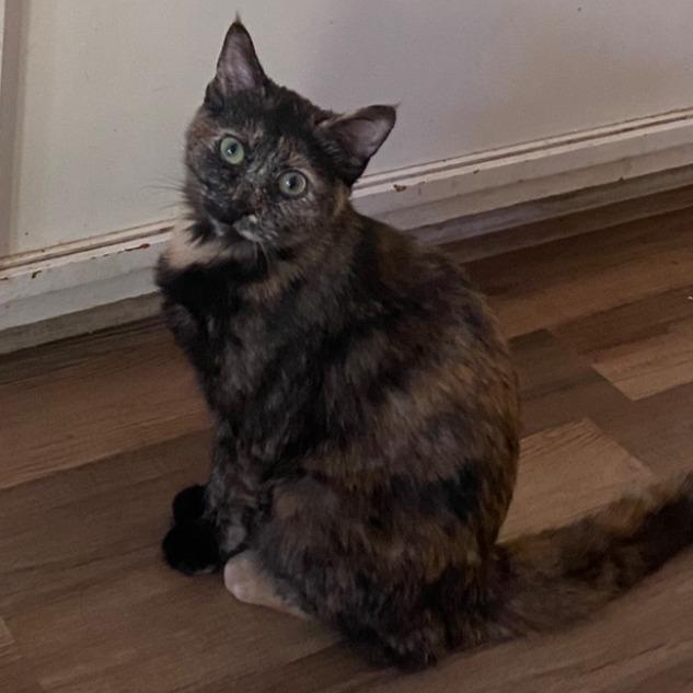 Enlarge Faith, a Adoptable Domestic Short Hair in Long Beach, CA image 4/4