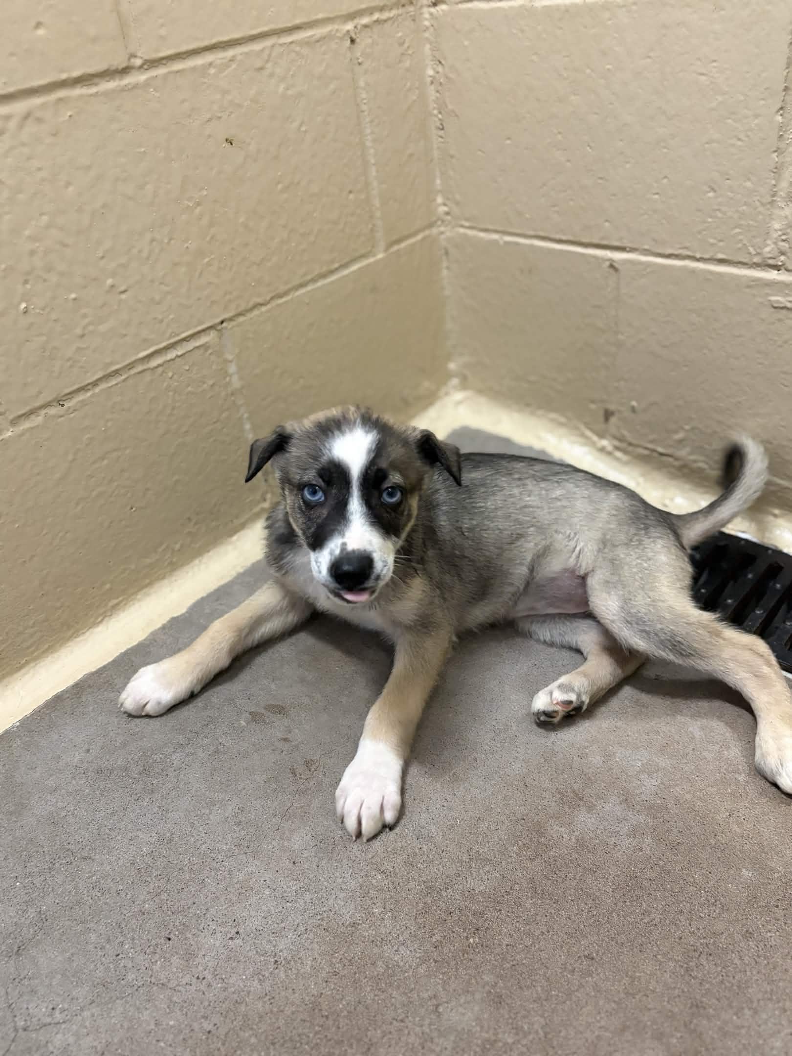 Enlarge Jill the Frog, a ADOPTABLE Husky in Houghton, MI image 1/1