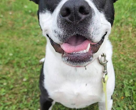 Josie, a Adoptable Staffordshire Bull Terrier in Knoxville, IA image 3/3