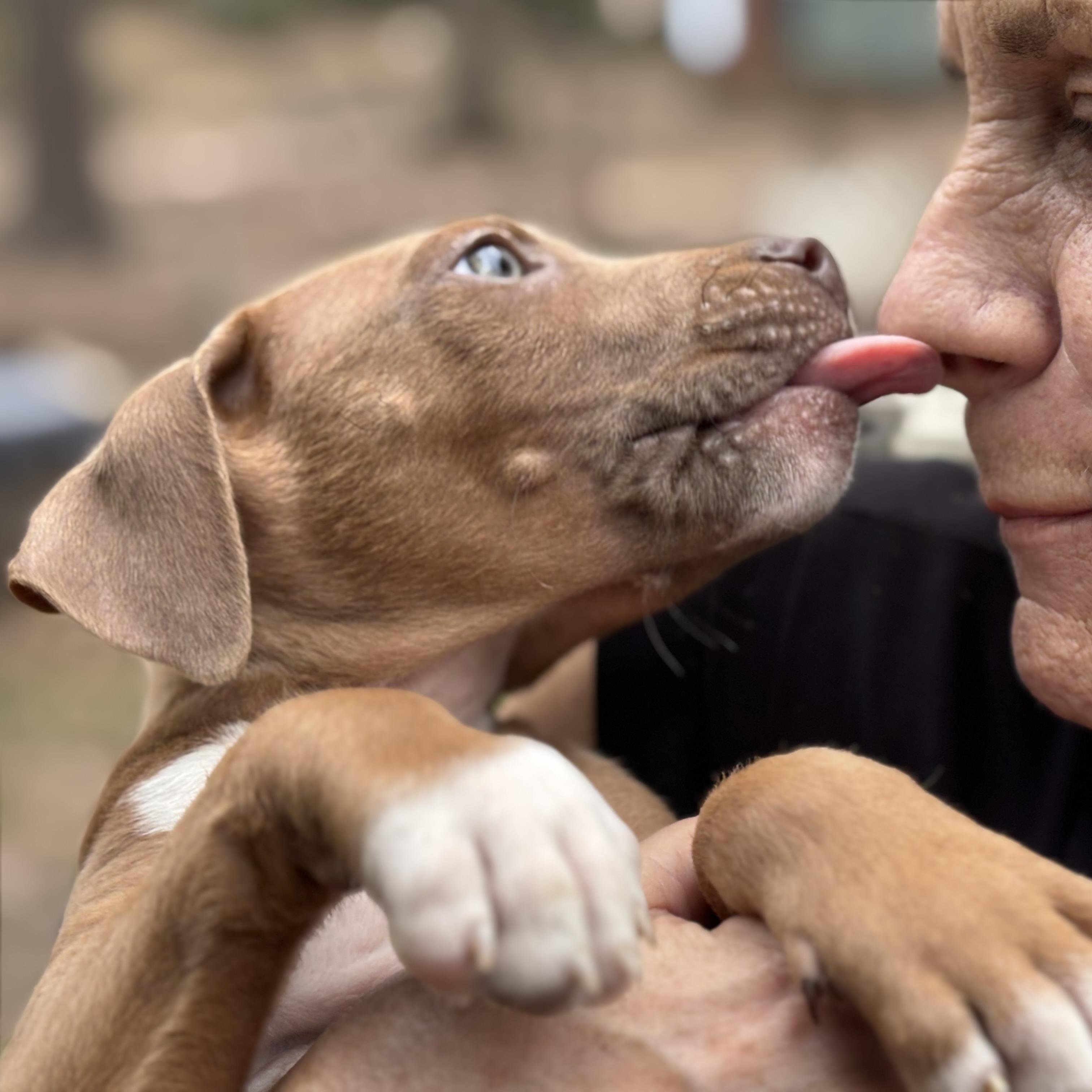 Mack - A Curious and Brave Snuggler