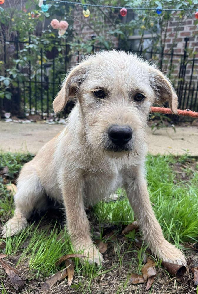 Enlarge Puddin, a Adoptable mixed breed in Syracuse, NY image 1/6