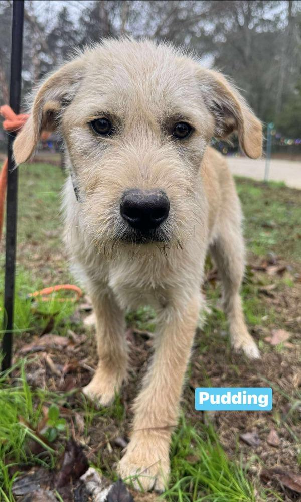 Enlarge Puddin, a Adoptable mixed breed in Syracuse, NY image 2/6