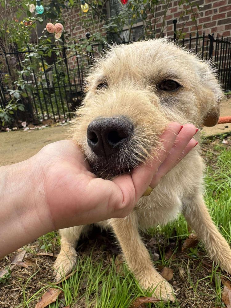 Enlarge Puddin, a Adoptable mixed breed in Syracuse, NY image 4/6