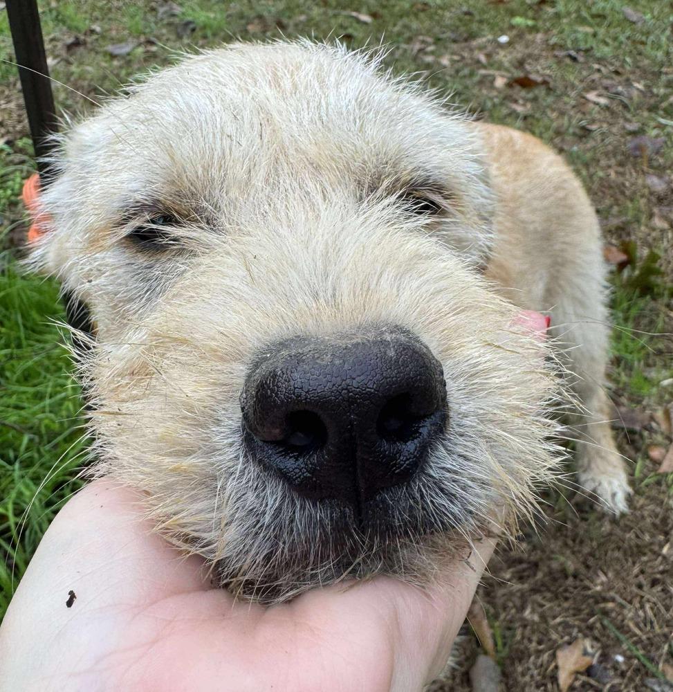 Enlarge Puddin, a Adoptable mixed breed in Syracuse, NY image 5/6